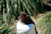 Picture 'Ant1_1_1182 Gentoo penguin, South Georgia, Godthul, Antarctica and sub-Antarctic islands'